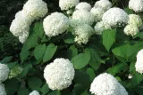 hortensja-drzewiasta-hydrangea-biala-anabele