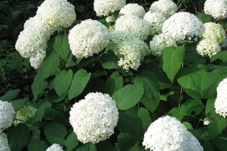 hortensja-drzewiasta-hydrangea-biala-anabele