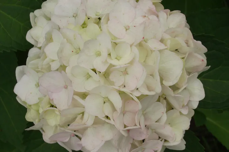 hortensja-ogrodowa-hydrangea-biala-kule