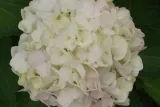 hortensja-ogrodowa-hydrangea-biala-kule
