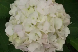 hortensja-ogrodowa-hydrangea-biala-kule