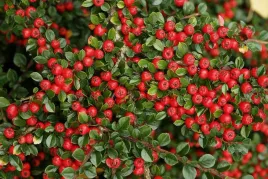 irga-cotoneaster-plozaca