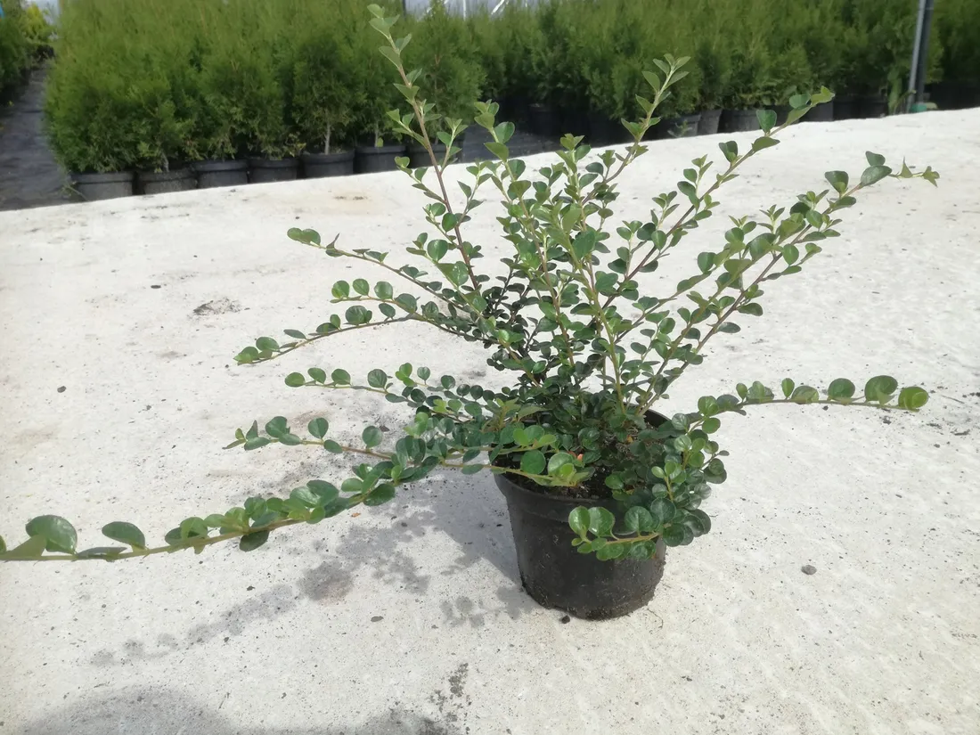 irga-cotoneaster-plozaca