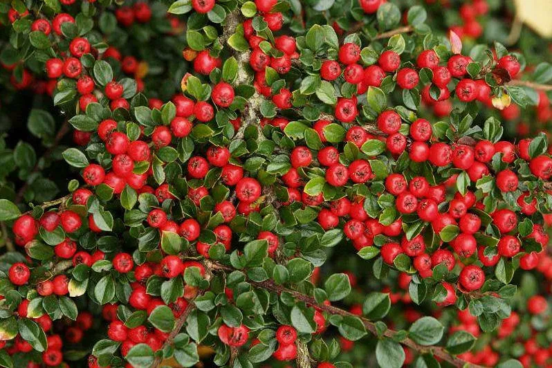 irga-cotoneaster-plozaca