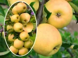 jablon-malus-ananas-kolumnowa