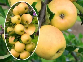 jablon-malus-ananas-kolumnowa