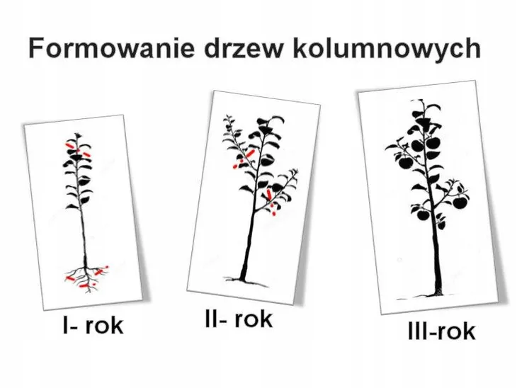 jablon-malus-close-kolumnowa-rodzaj-rosliny-jablonie-wiek-sadzonki-w-latach-2