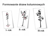 jablon-malus-close-kolumnowa-rodzaj-rosliny-jablonie-wiek-sadzonki-w-latach-2