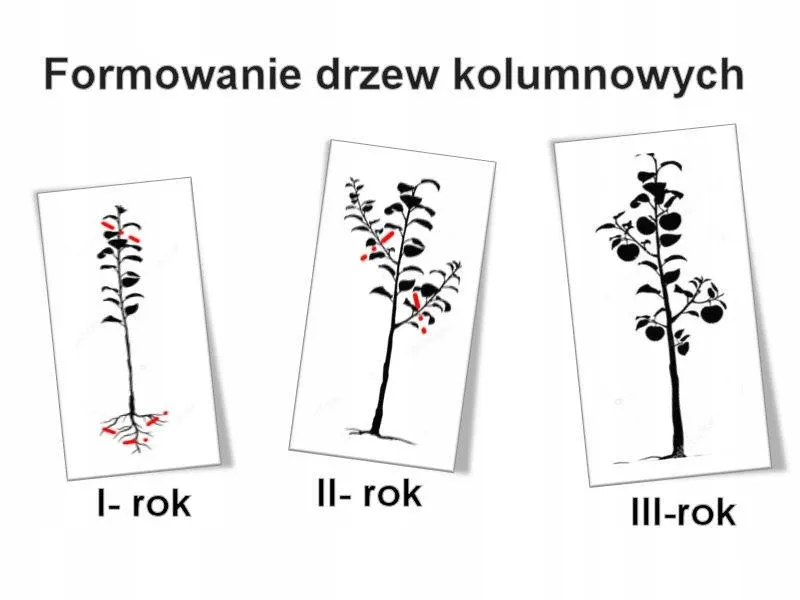 jablon-malus-close-kolumnowa
