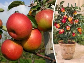 jablon-mini-malus-lobo