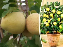 jablon-mini-malus-mutsu