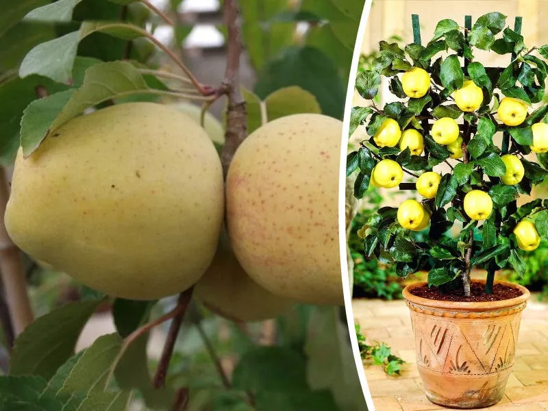 jablon-mini-malus-mutsu