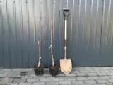 jablon-mini-malus-mutsu-styl-ogrod-nowoczesny