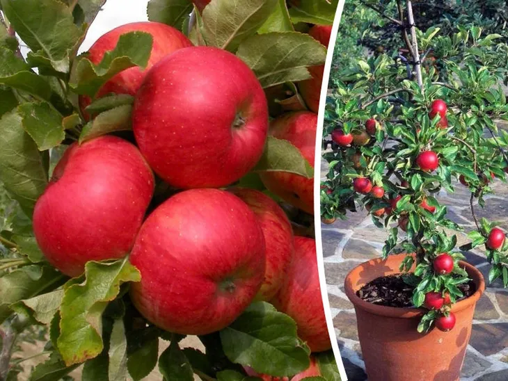 jablon-mini-malus-starking