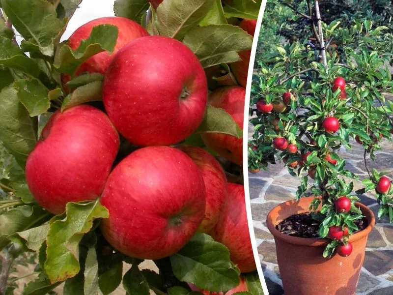 jablon-mini-malus-starking