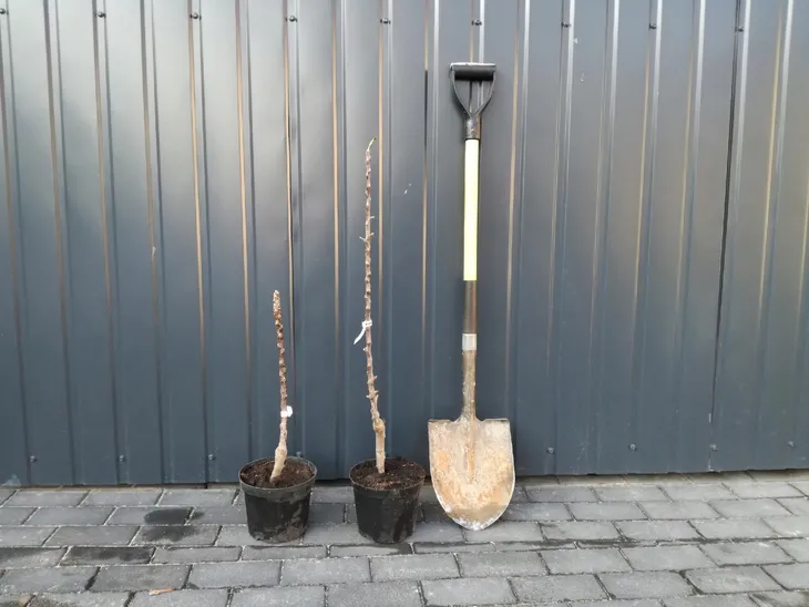 jablon-mini-malus-starking-styl-ogrod-nowoczesny