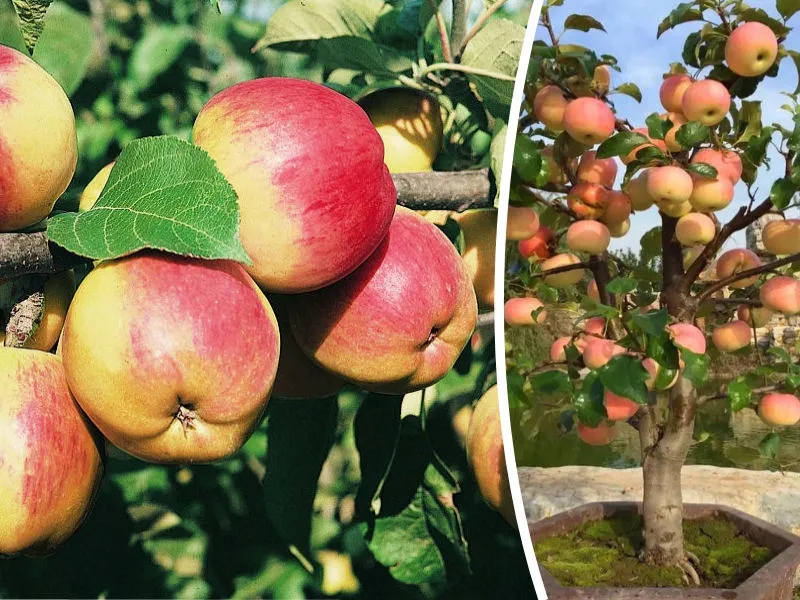 jablon-mini-malus-witos