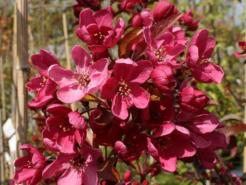jablon-ozdobna-malus-tschonoskii-lisnet