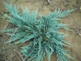 jalowiec-juniperus-acblue-3-let