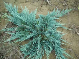 jalowiec-juniperus-acblue-3-let