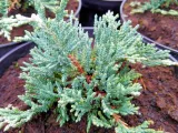 jalowiec-juniperus-acblue-3-let-rodzaj-rosliny-inny