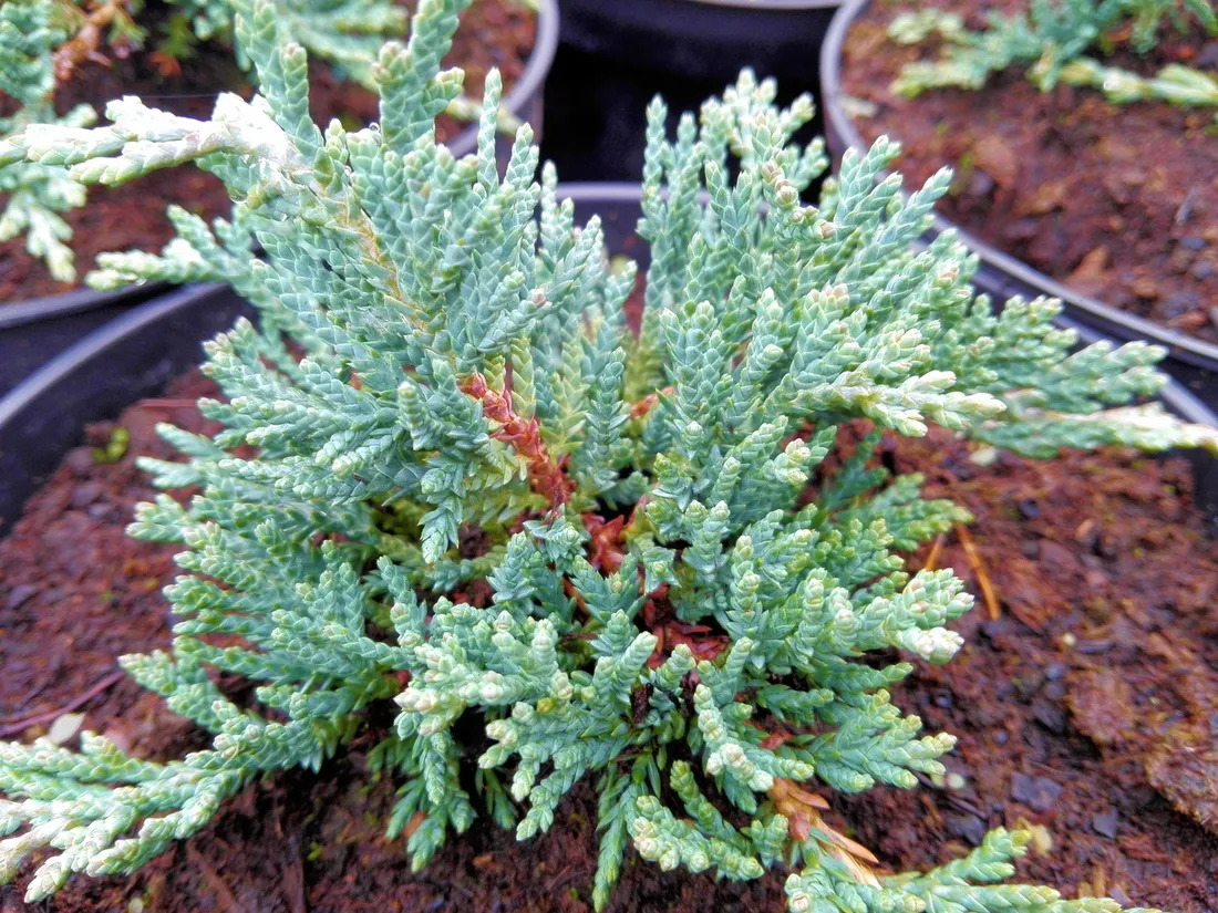 jalowiec-juniperus-acblue-3-let-rodzaj-rosliny-inny