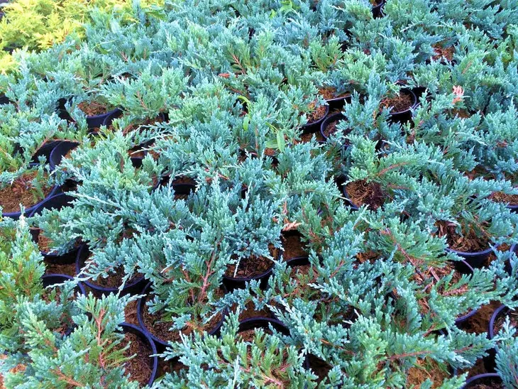 jalowiec-juniperus-blue-chip-2-let