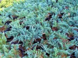 jalowiec-juniperus-blue-chip-2-let