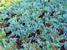 jalowiec-juniperus-blue-chip-2-let