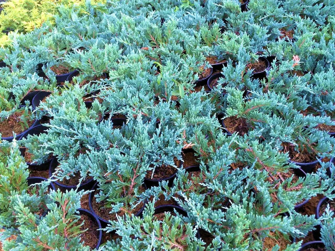 jalowiec-juniperus-blue-chip-2-let