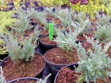jalowiec-juniperus-blue-chip-2-let-rodzaj-rosliny-inny