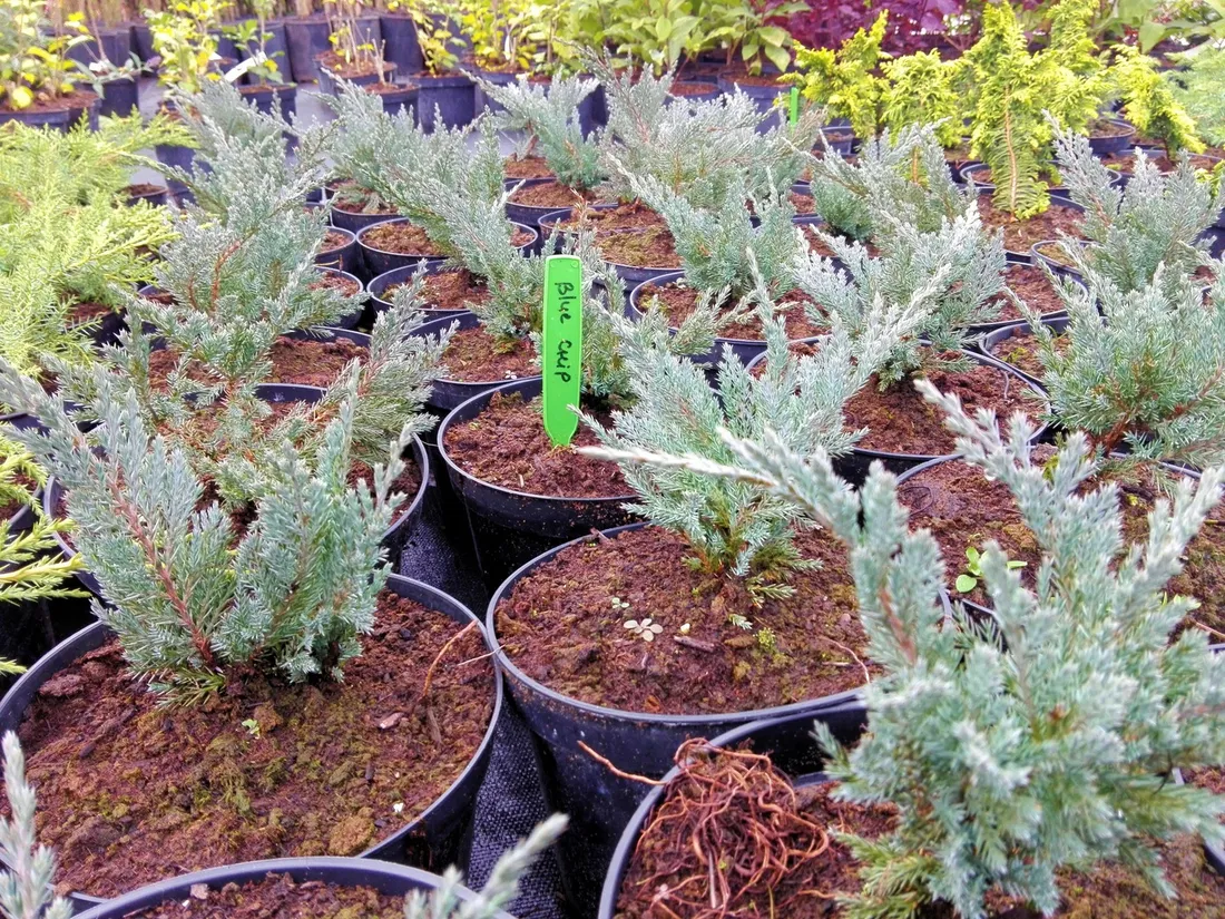 jalowiec-juniperus-blue-chip-2-let-rodzaj-rosliny-inny