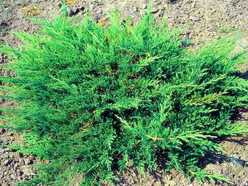 jalowiec-juniperus-jade-river-2-let