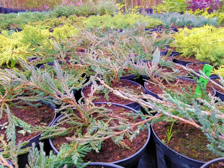 jalowiec-juniperus-jade-river-3-let-rodzaj-rosliny-inny