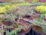 jalowiec-juniperus-jade-river-3-let-rodzaj-rosliny-inny