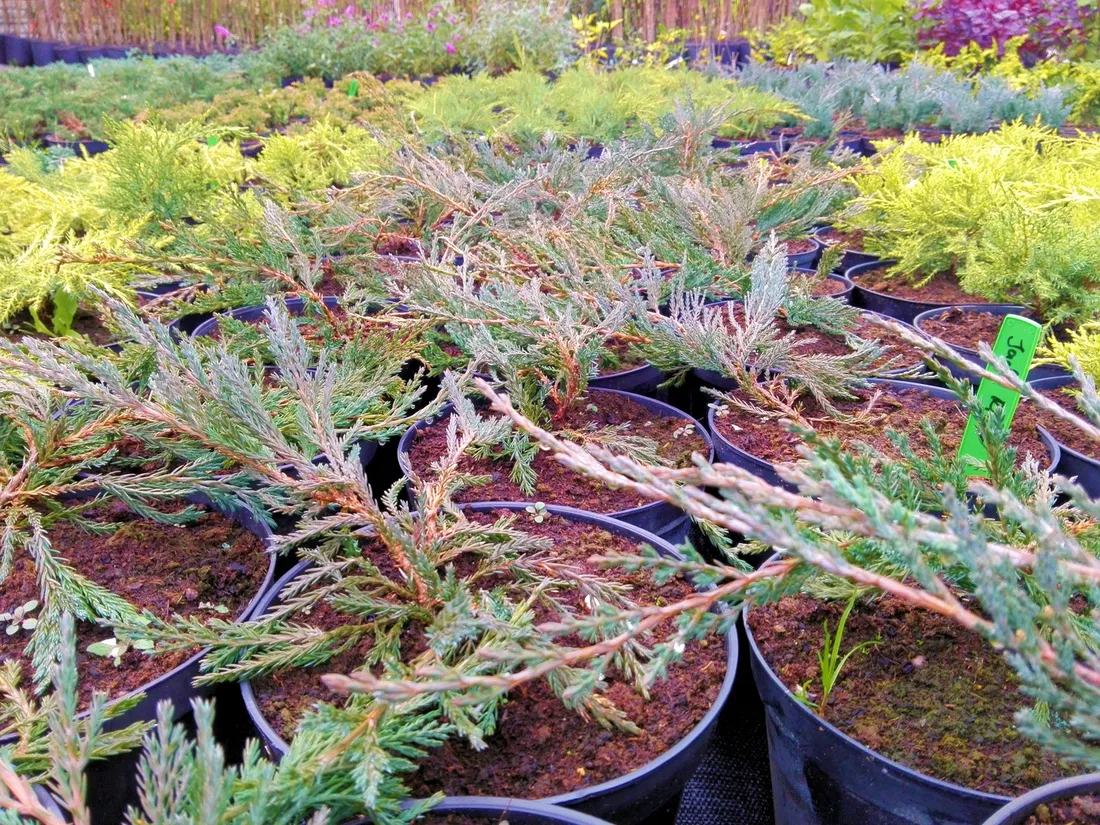 jalowiec-juniperus-jade-river-3-let-rodzaj-rosliny-inny