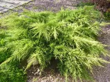 jalowiec-juniperus-old-gold-2-let
