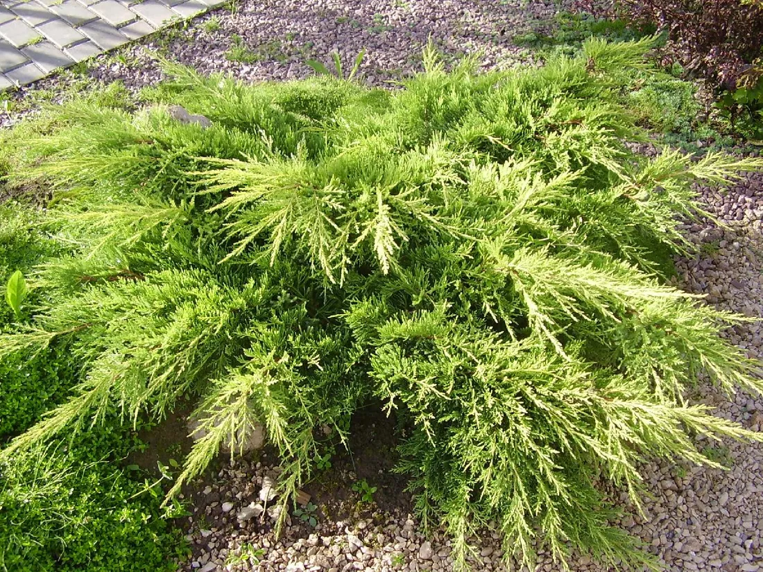 jalowiec-juniperus-old-gold-2-let