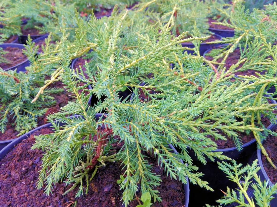 jalowiec-juniperus-old-gold-2-let-rodzaj-rosliny-inny