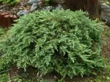 jalowiec-juniperus-schlager-3-let