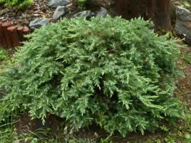 jalowiec-juniperus-schlager-3-let