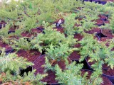 jalowiec-juniperus-schlager-3-let-rodzaj-rosliny-inny