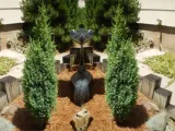 jalowiec-chinski-juniperus-chnensis-stricta