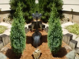 jalowiec-chinski-juniperus-chnensis-stricta