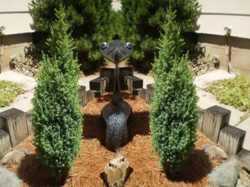jalowiec-chinski-juniperus-chnensis-stricta