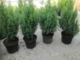 jalowiec-chinski-juniperus-chnensis-stricta-rodzaj-rosliny-inny