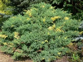 jalowiec-chinski-expansa-variegata