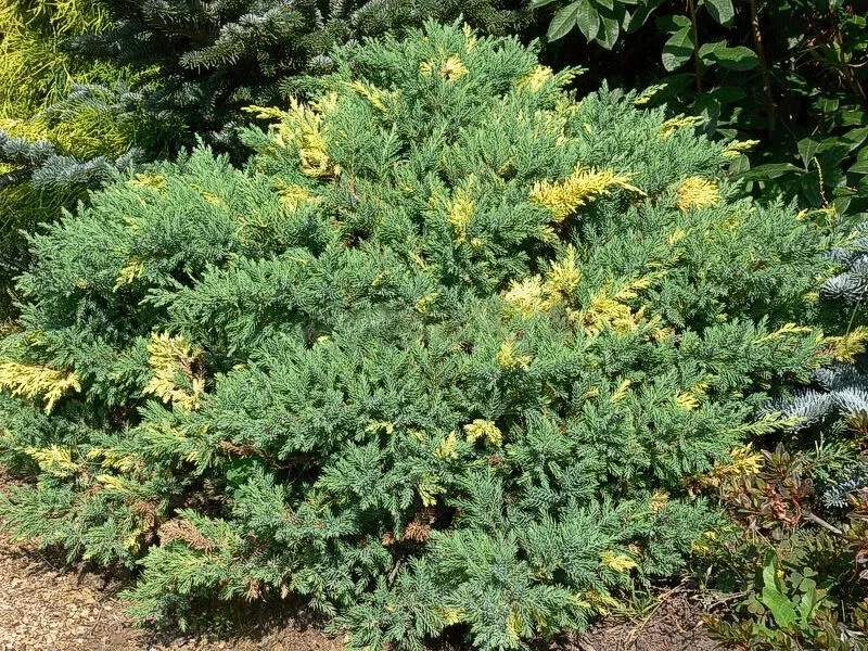 jalowiec-chinski-expansa-variegata