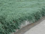 jalowiec-plozacy-juniperus-glauca-group