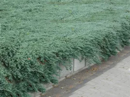 jalowiec-plozacy-juniperus-glauca-group